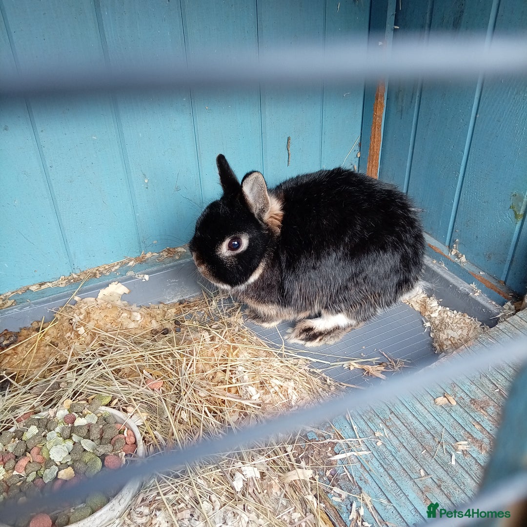 Netherland Dwarf rabbits for sale: Netherland dwarf females and males - Image 5