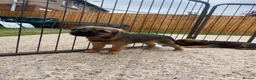 Border Terrier dogs for sale: ⭐️ KC BORDER TERRIERS, READY TO LEAVE NOW - Advert 26