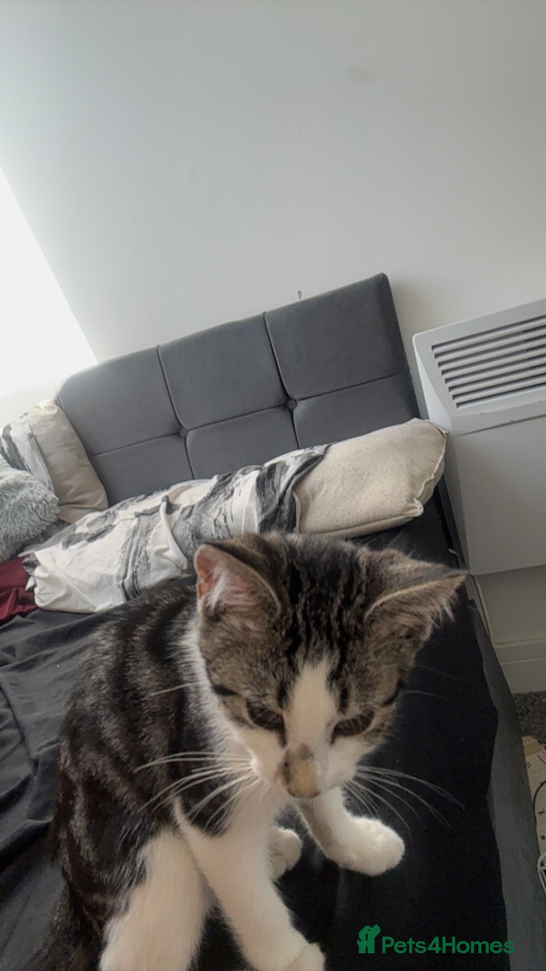 Mixed Breed cats for sale: Phoebe, 10 Months Old 🐾 🩷 - Advert 20