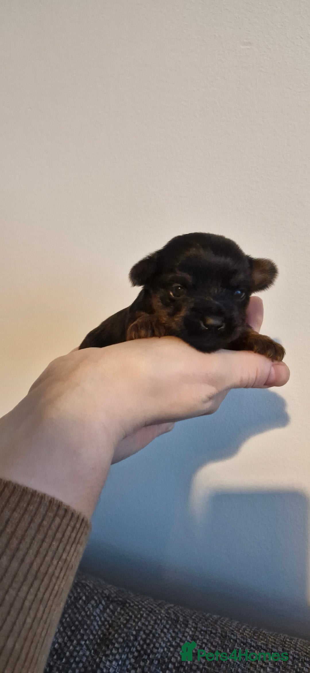 Yorkshire Terrier dogs for sale: Yorkshire terrier  - Advert 14