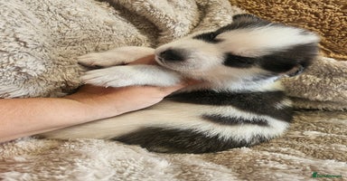 Siberian Husky dogs - Advert 5