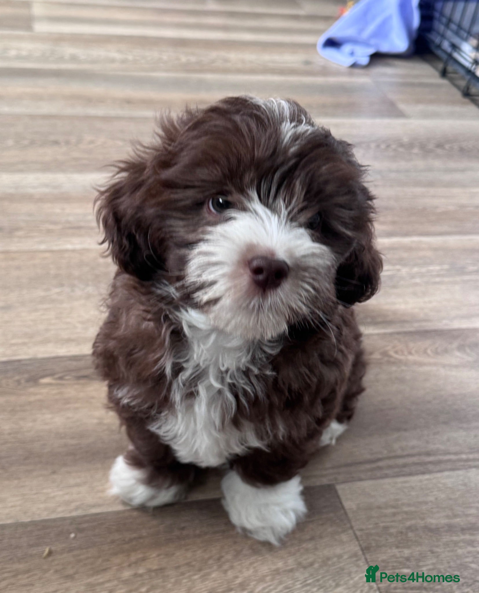 Maltipoo dogs Beautiful Maltipoo Puppy  - Advert 1
