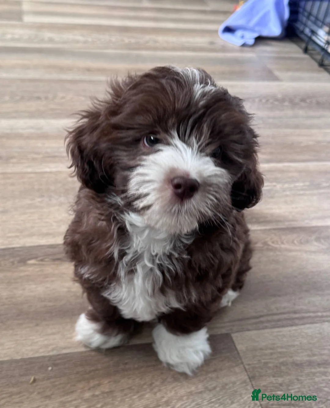 Maltipoo dogs for sale: Beautiful Maltipoo Puppy  in Mansfield - Advert 1
