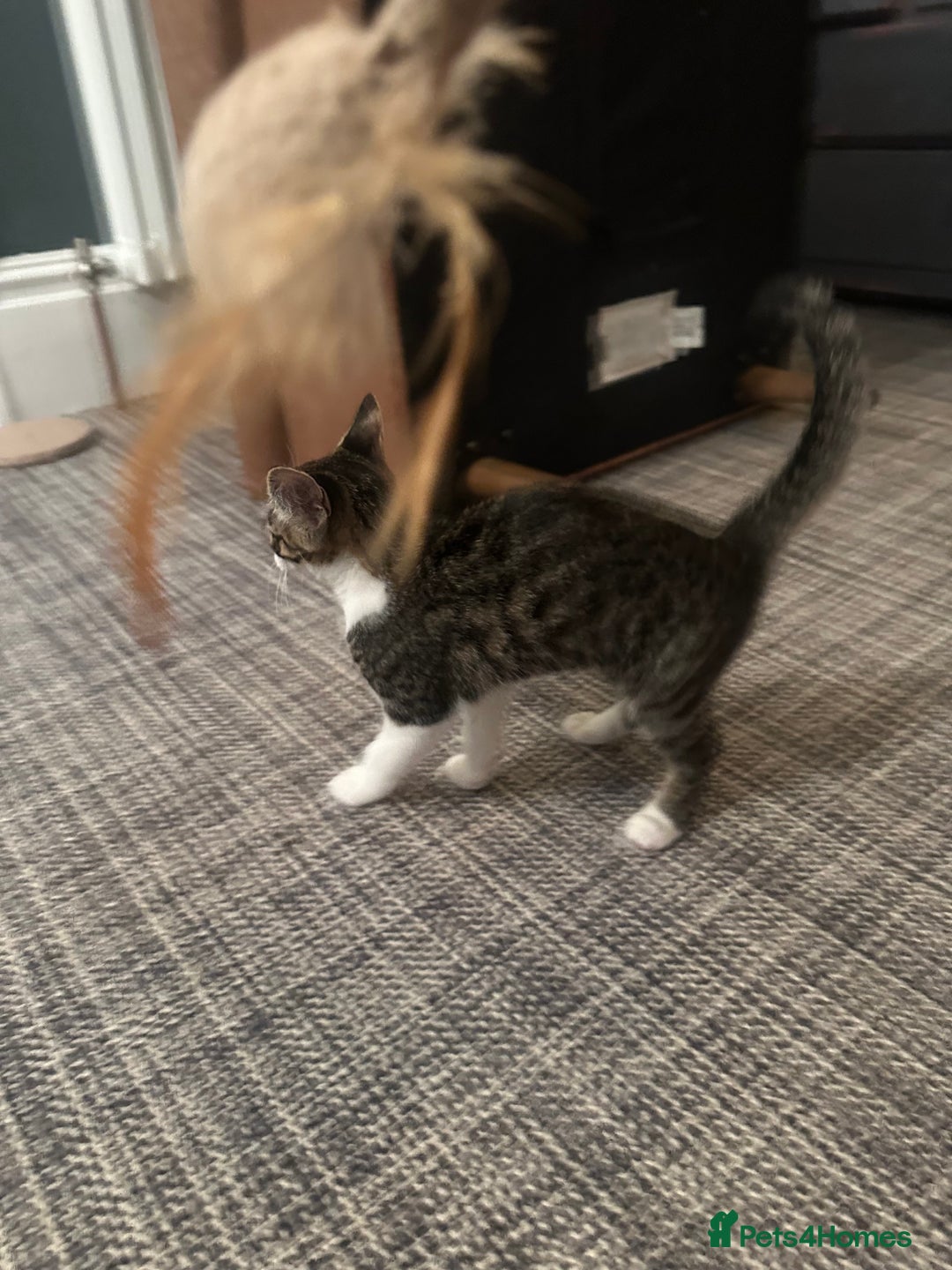 Mixed Breed cats for sale: Savannah F2 Cross - Image 6