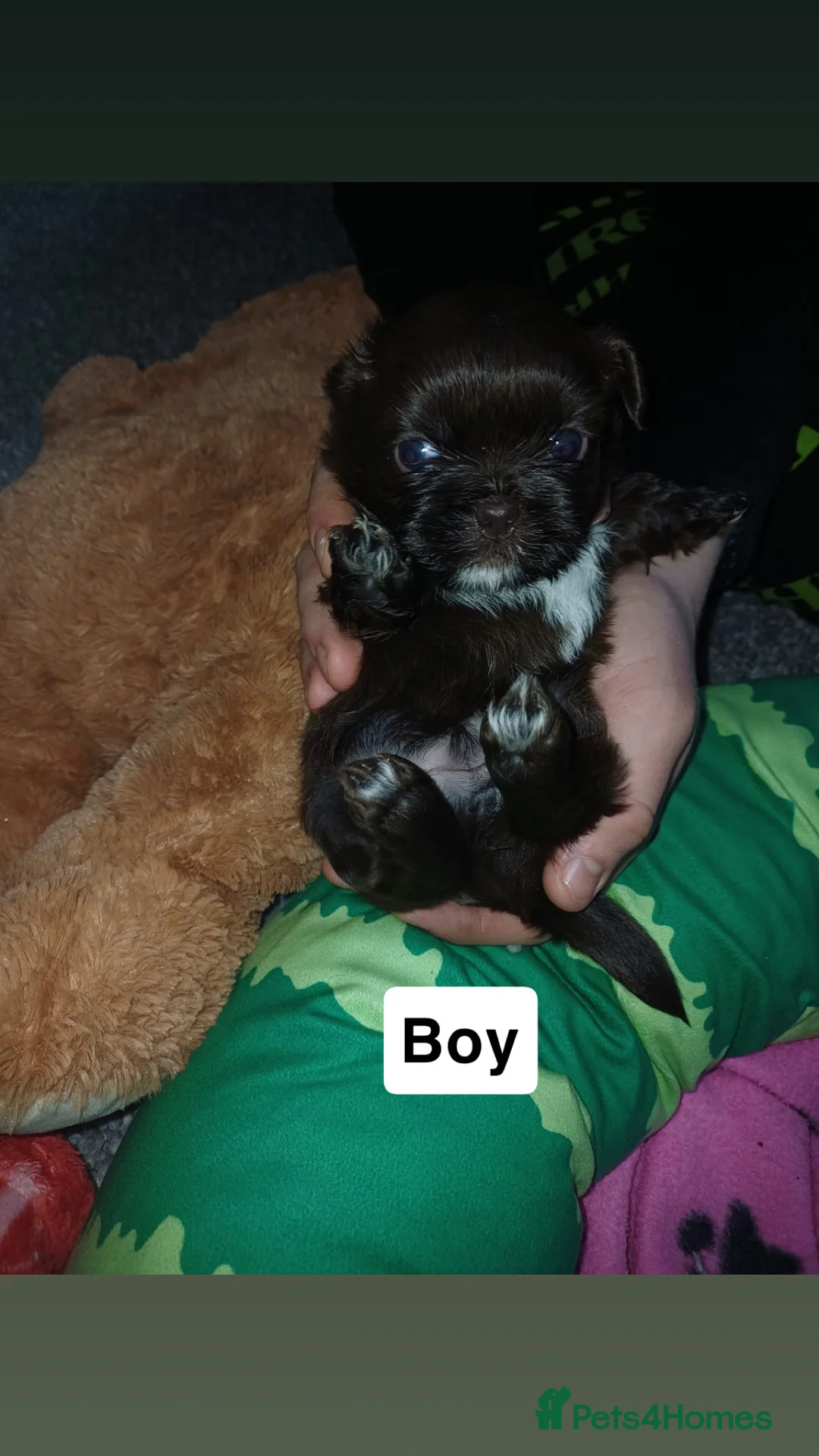 Shih Tzu dogs for sale: Full Breed Shihtzu For Sale  - Advert 4