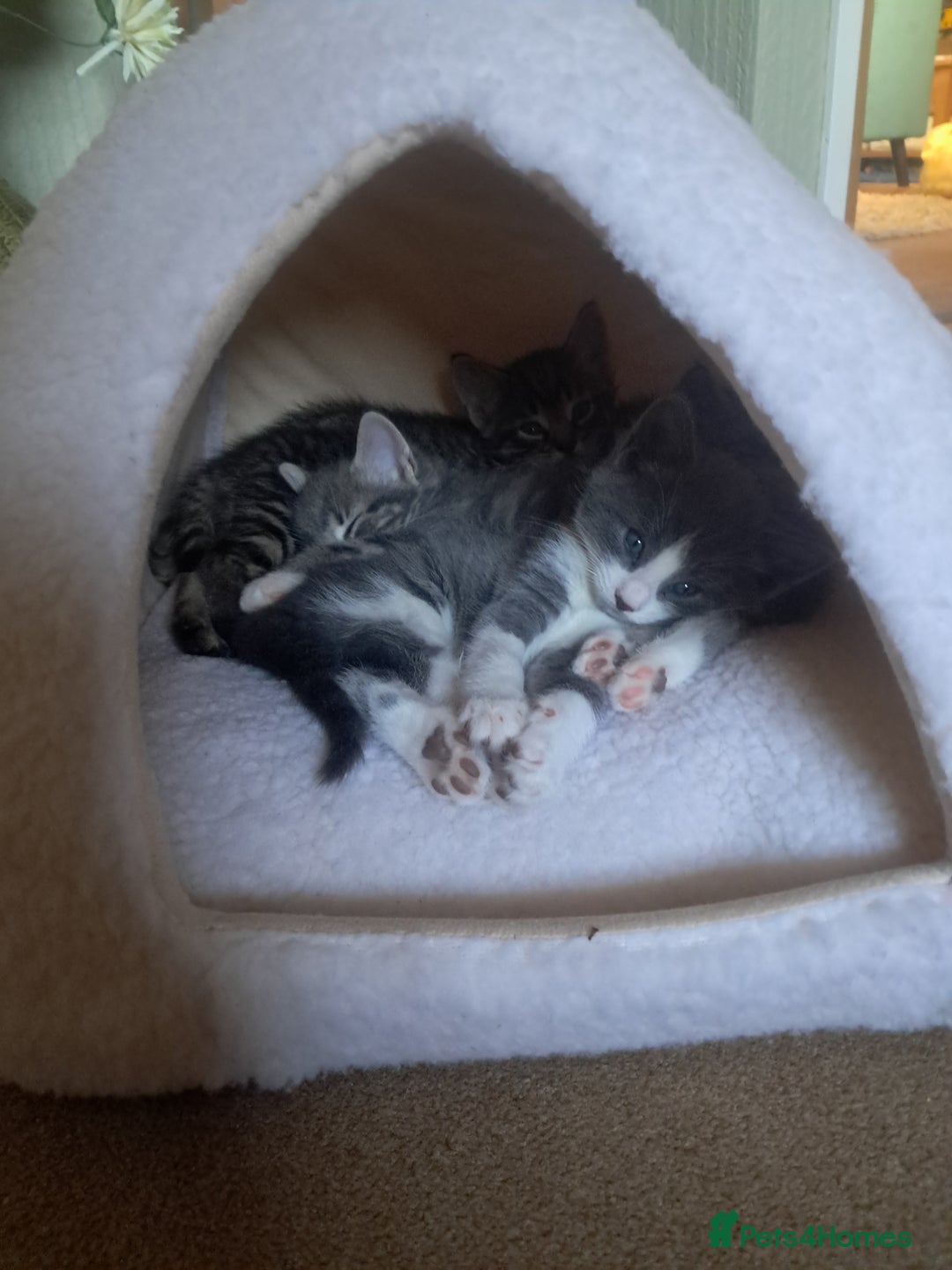 Mixed Breed cats for sale: 2 BEAUTIFUL BOY KITTENS AVAILABLE  - Image 17