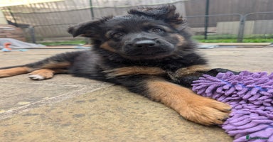 German Shepherd dogs - Advert 3