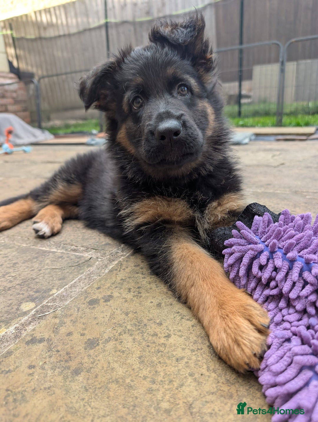 German Shepherd dogs for sale: Gorgeous and healthy German Shepherds Puppies - Image 3
