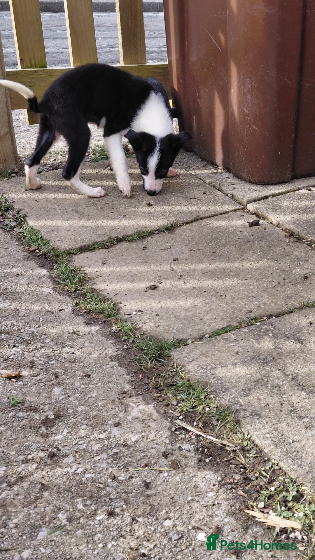 Border Collie dogs for sale: Border collie puppies tris + b/w - Advert 17