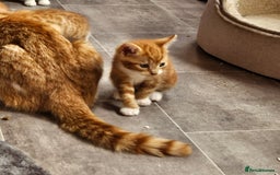 Mixed Breed cats for sale: Kitties for sale  - Image 2