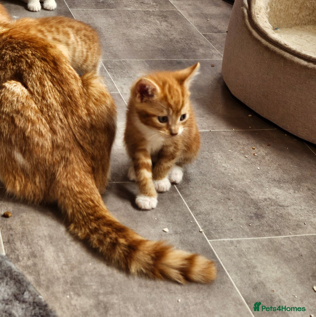 Mixed Breed cats for sale: Kitties for sale  - Image 2