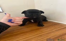French Bulldog dogs for sale: Fluffy French bulldog puppies  - Image 10