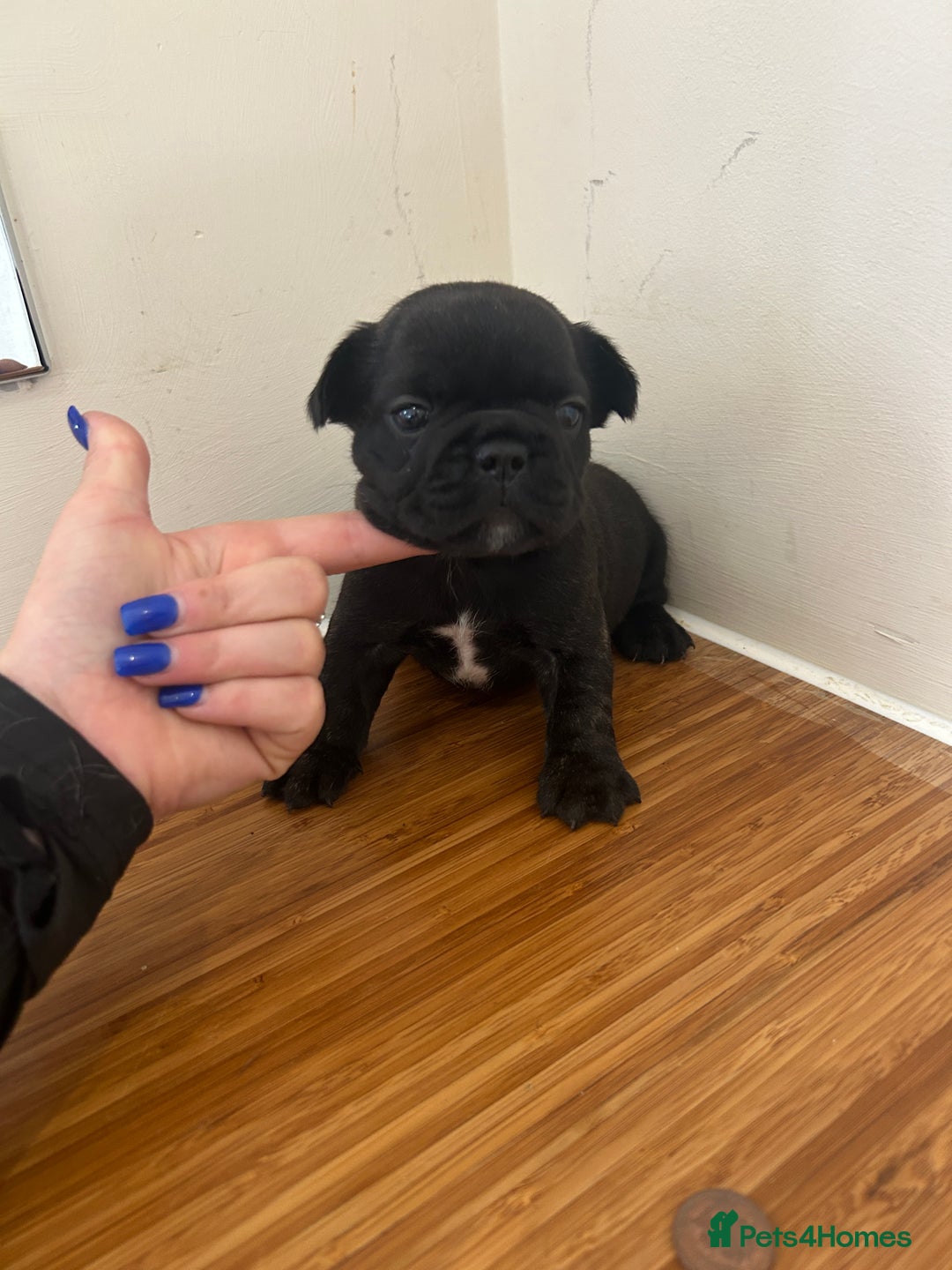 French Bulldog dogs for sale: Fluffy French bulldog puppies  - Image 10