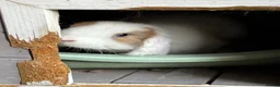 Mini Lop rabbits for sale: Reserved Only 1 baby mini lop left - boy - Advert 21
