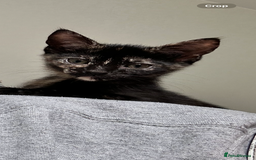Mixed Breed cats for sale: 5 beautiful kittens ready for a new loving home  - Image 20