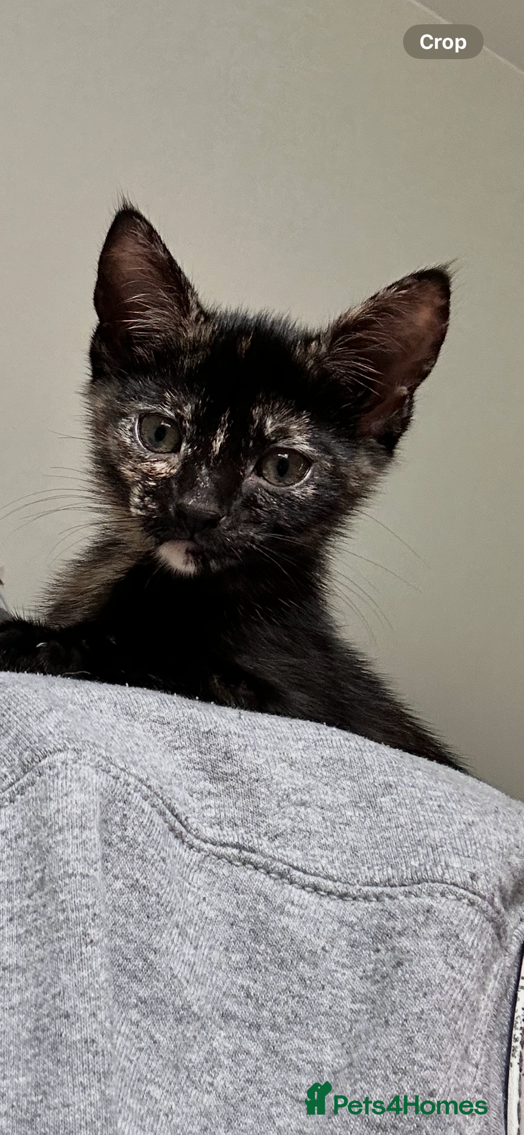 Mixed Breed cats for sale: 5 beautiful kittens ready for a new loving home  - Image 20