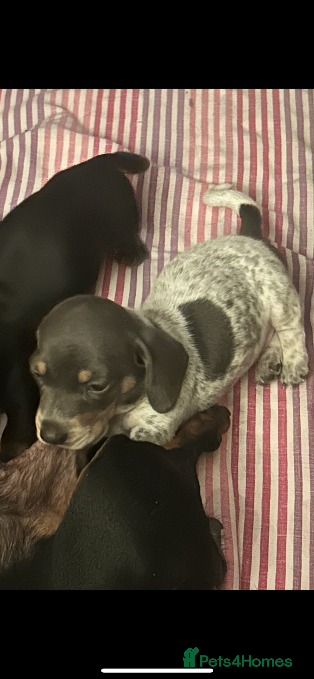 Miniature Dachshund dogs for sale: Stunning rare Miniature Dachshunds - Image 1