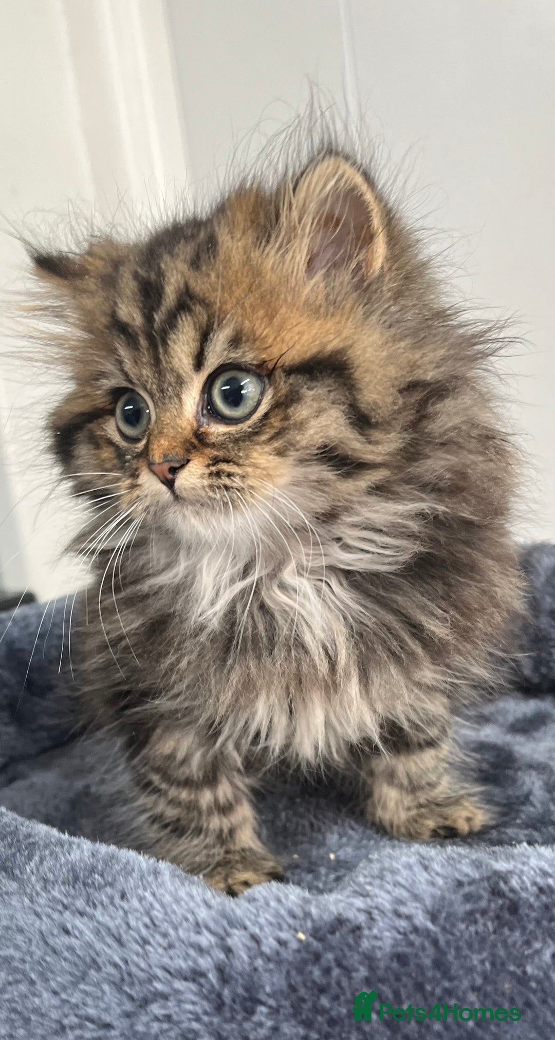 Turkish Angora cats for sale: Stunning Turkish Angora x Persian kittens  - Image 3