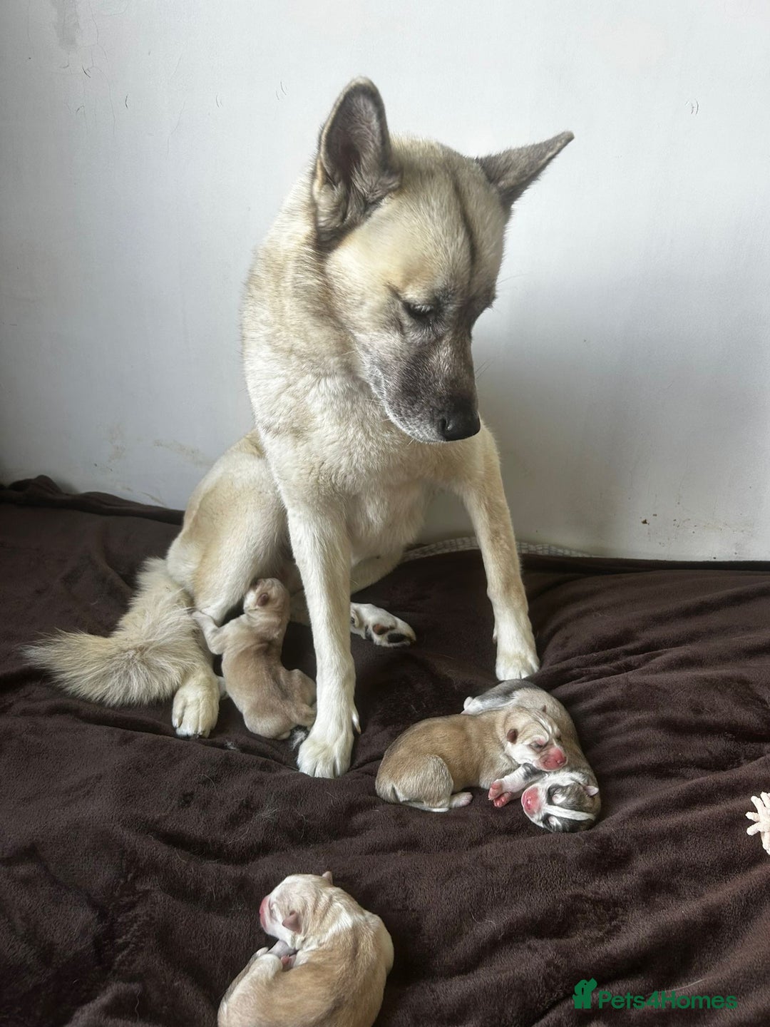 Siberian Husky dogs for sale: Gorgeous little husky pups - ready in two weeks - Advert 4