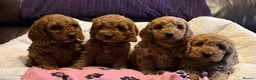 Cockapoo dogs for sale: Stunning cockapoo puppies  - Advert 15