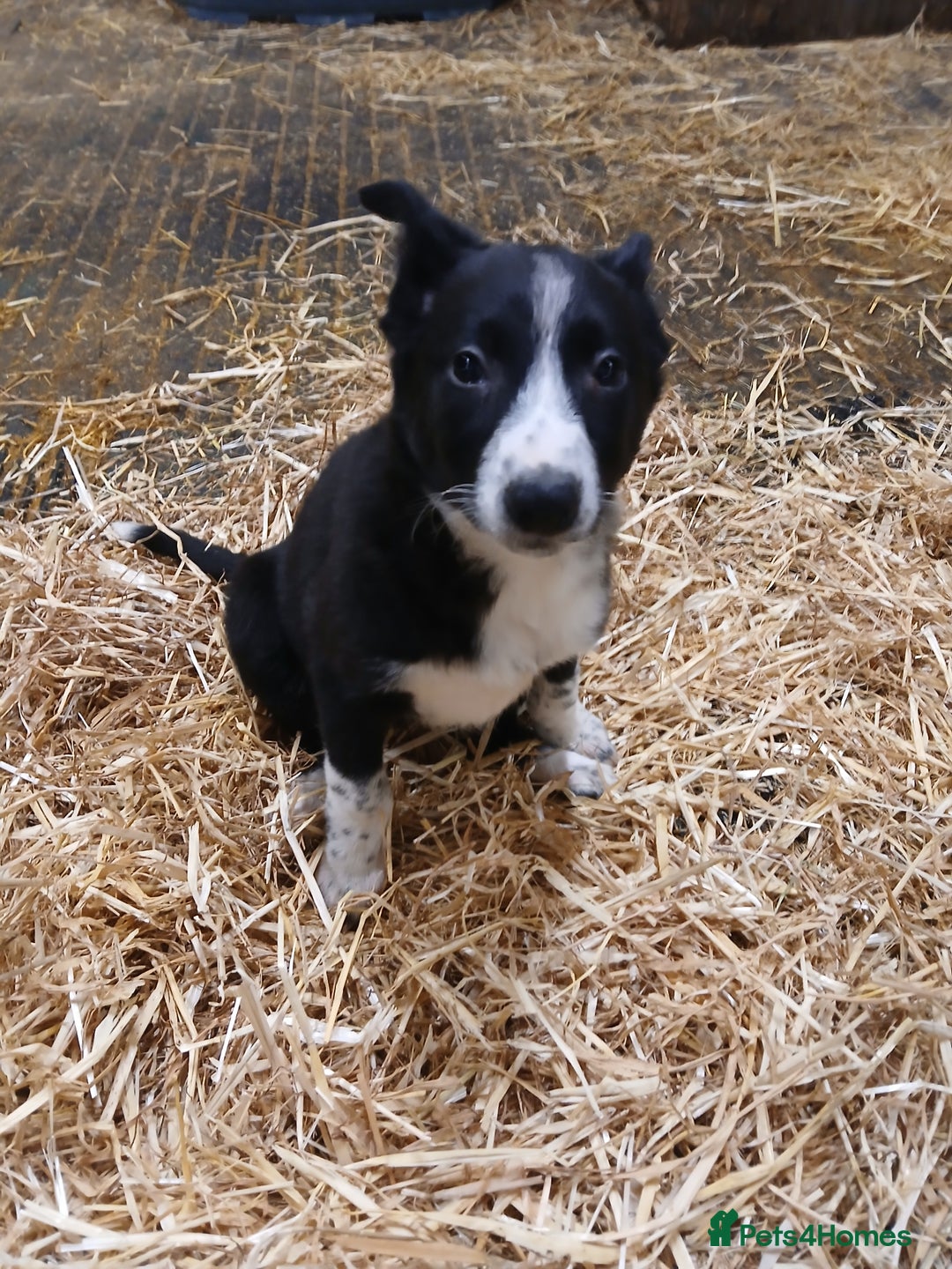 Border Collie dogs for sale: Sheepdog puppies - Image 6