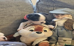 Boston Terrier dogs for sale: Boston Terrier 5* puppies - Image 34