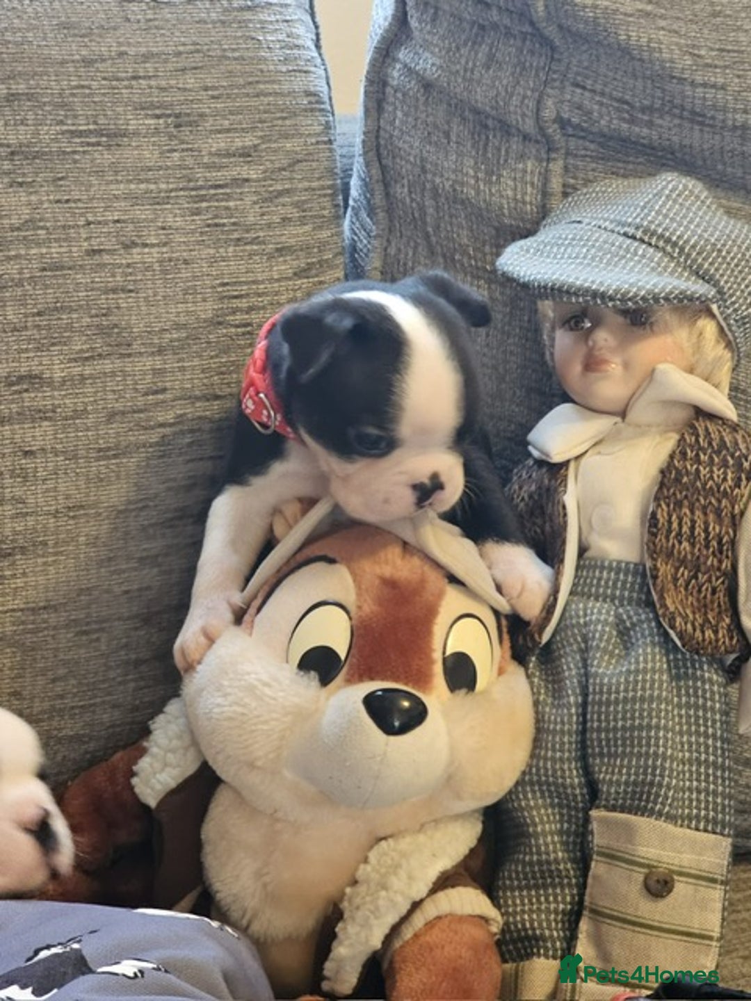 Boston Terrier dogs for sale: Boston Terrier 5* puppies - Image 34