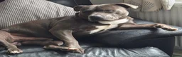 Staffordshire Bull Terrier dogs for stud: Archie  in Leeds - Advert 4