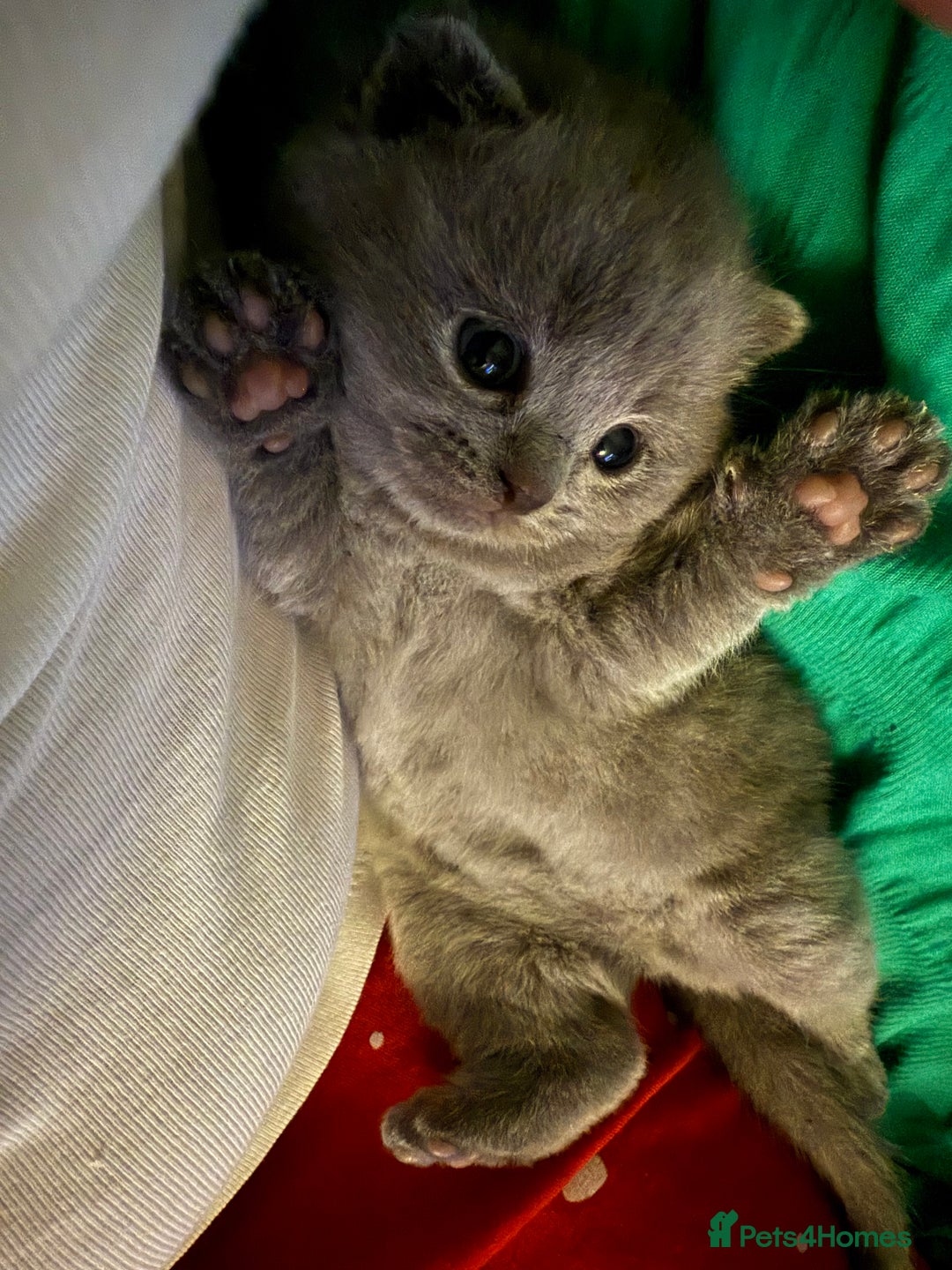Scottish Fold cats for sale: Scottish fold - Image 12