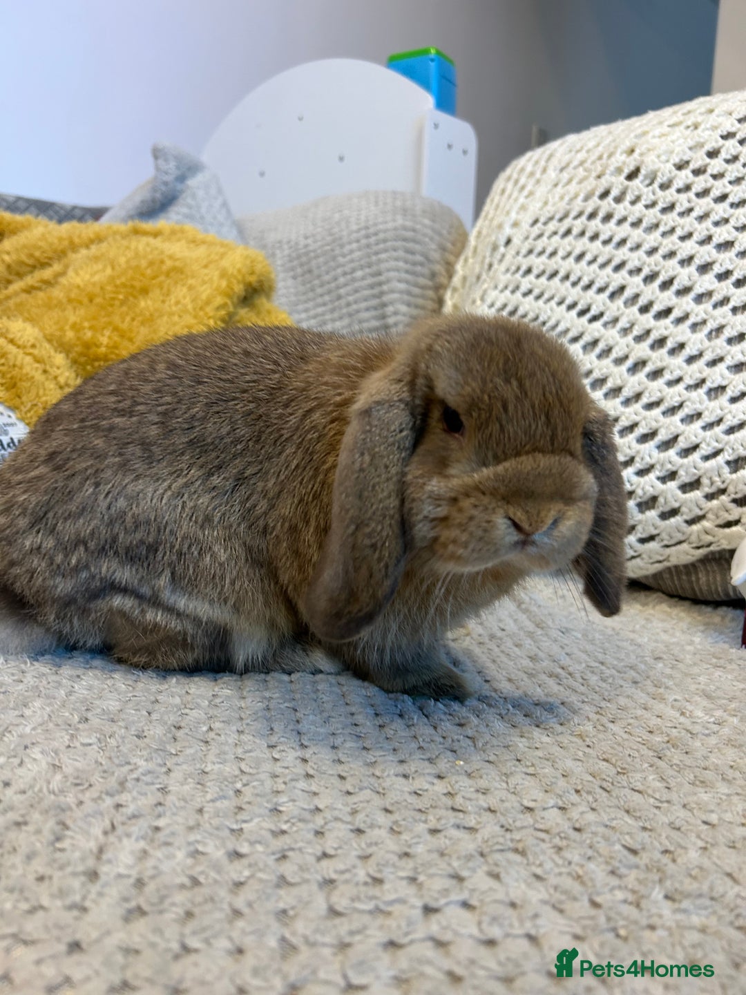 Mini Lop rabbits for sale: Pure Mini Lop Baby Rabbits  - Advert 6