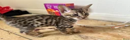 Bengal cats for sale: Bengal X Savannah kittens  in Feltham - Advert 14