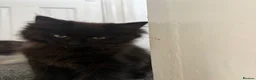 Mixed Breed cats for sale: Stunning Maine Coon x Ragdoll Female Kitten ❤️ - Advert 7