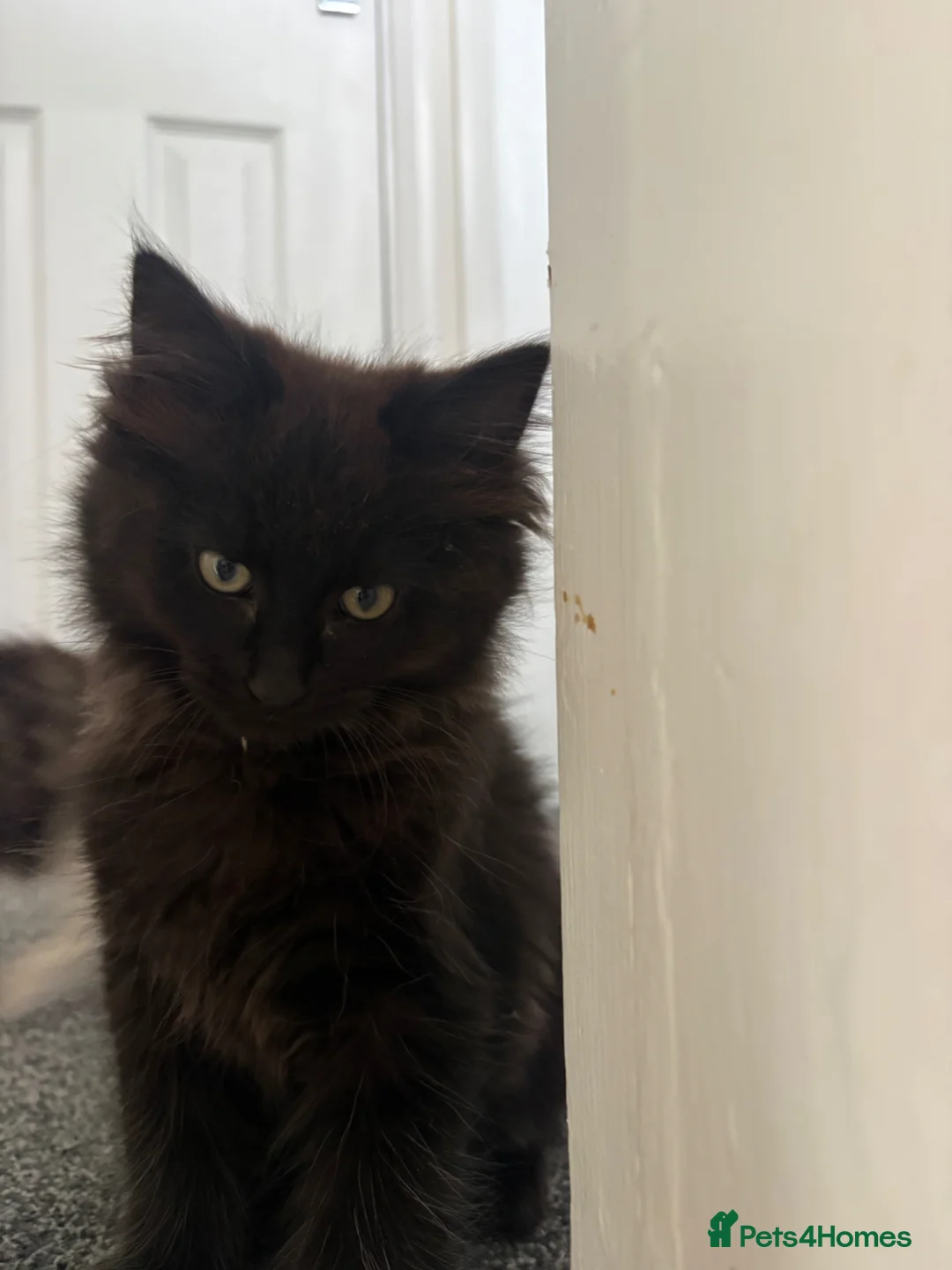 Mixed Breed cats for sale: Stunning Maine Coon x Ragdoll Female Kitten ❤️ - Advert 7