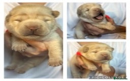 Shar Pei dogs for stud: EXPERIENCED LICAC DILUTE STUD **WELL PROVEN** in Wetherby - Image 13