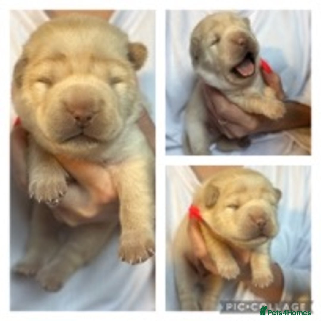 Shar Pei dogs for stud: EXPERIENCED LICAC DILUTE STUD **WELL PROVEN** in Wetherby - Image 13