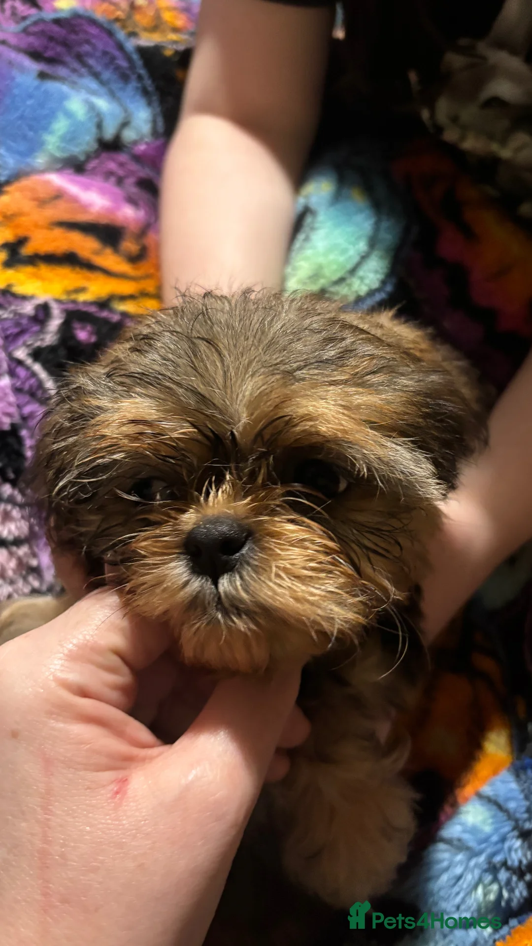 Shih Tzu dogs for sale: Adorable Puppies Looking for Their Forever Homes  - Advert 12