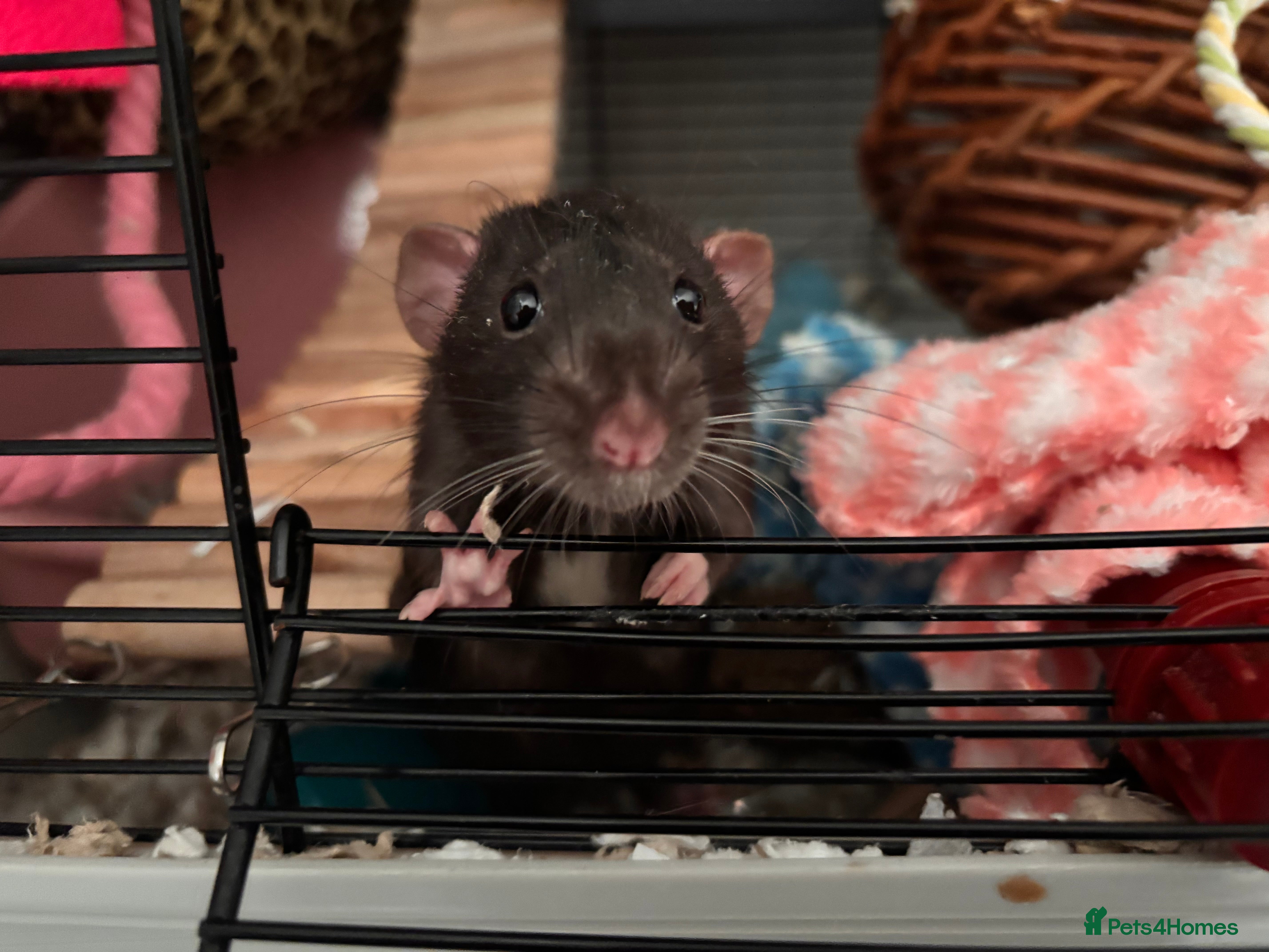 Rat rodents 2 Rats with setup - Advert 4