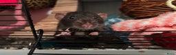 Rat rodents for sale: 2 Rats with setup - Advert 1