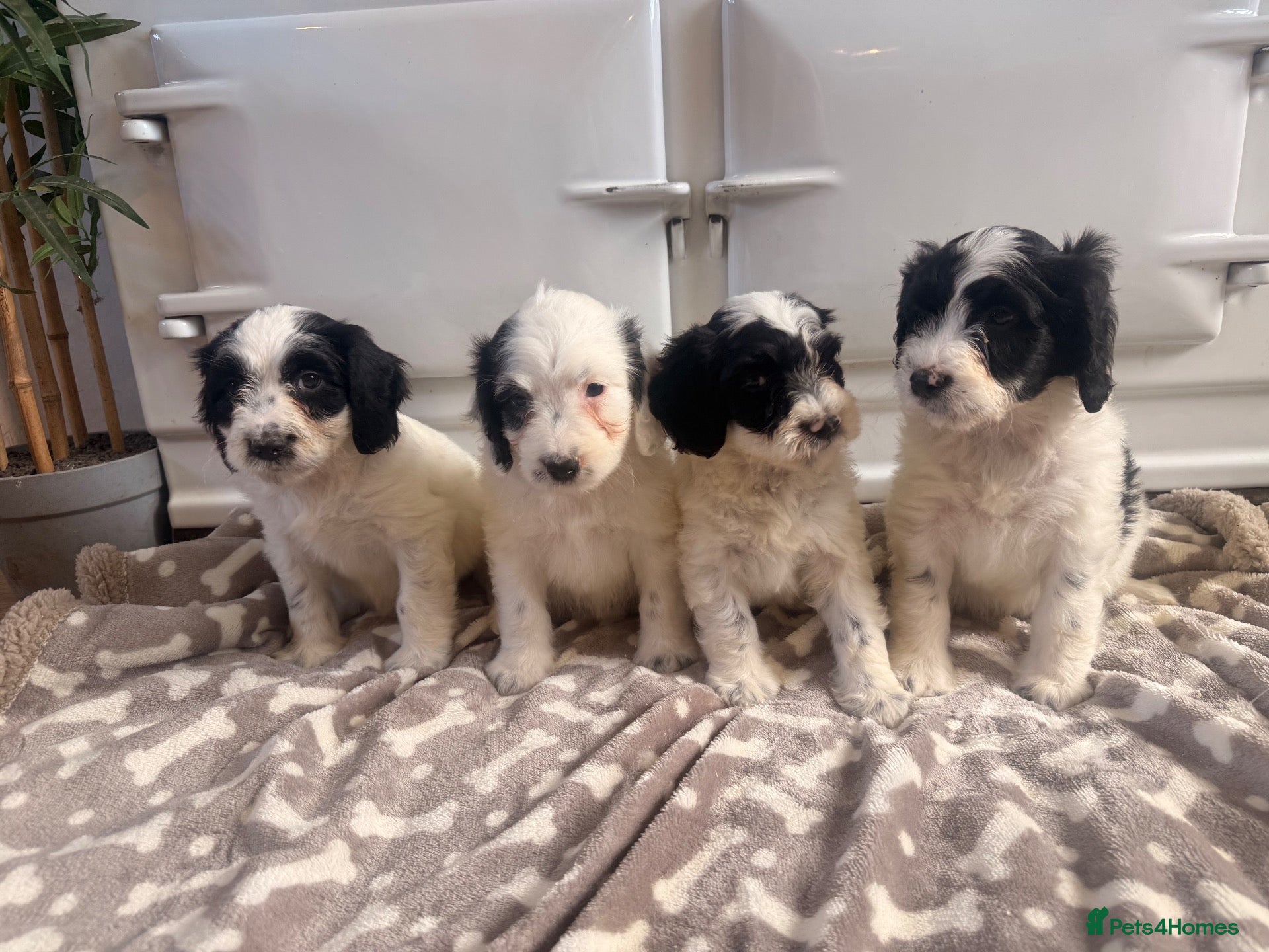 Cockapoo dogs Ready for new 🏡 1🩷1 🩵available  - Advert 1