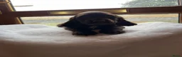 Sprocker dogs for sale: Health tested Sprockers 🐶  - Advert 6