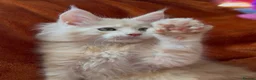 Maine Coon cats for sale: Bear Paw (🐾🐻 polydactyl) Maine Coon kittens TICA - Advert 15