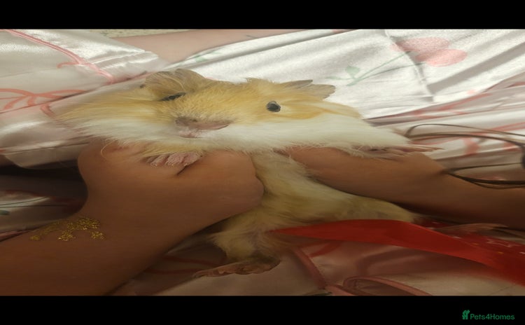 Guinea Pig rodents - Advert 1