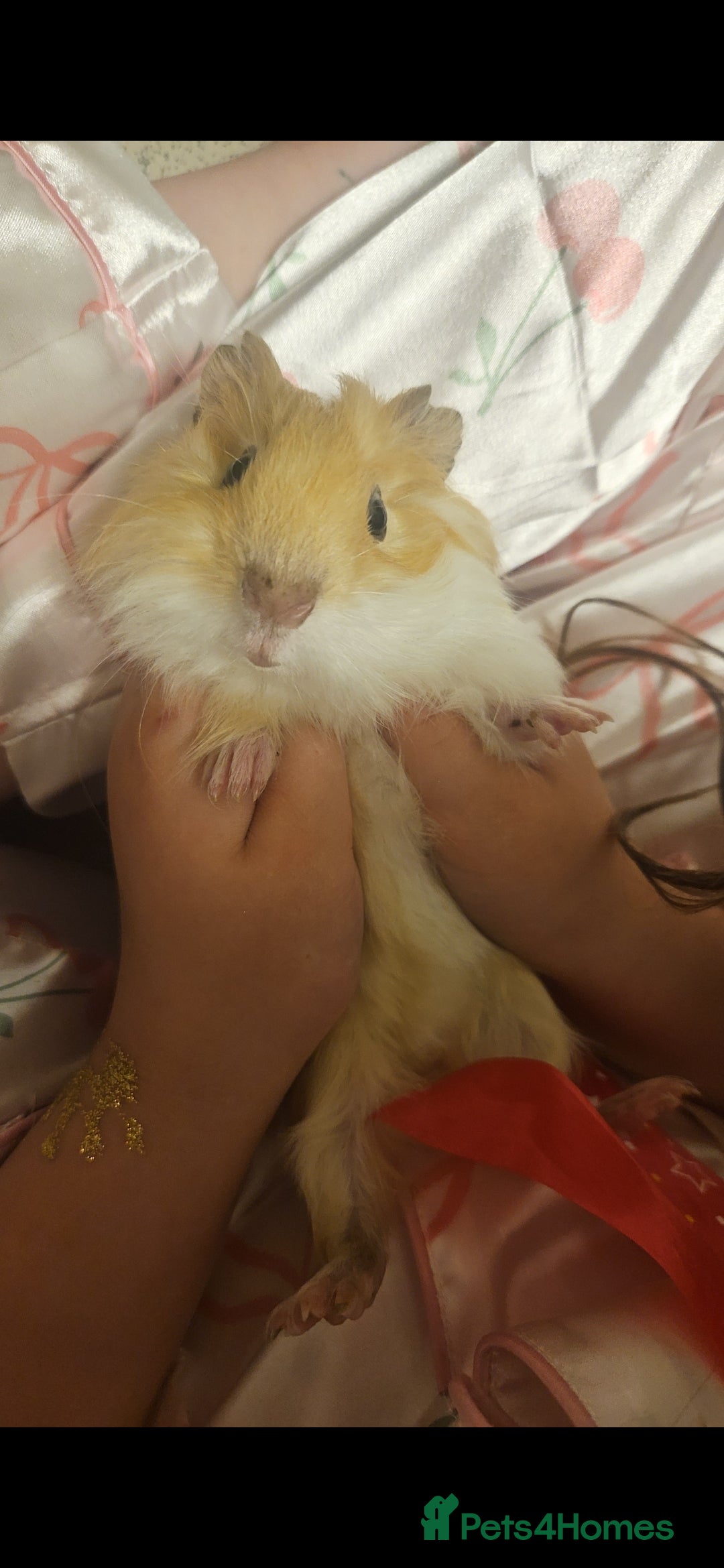 Guinea Pig rodents for sale: Guinpigs for sale 2 male - Image 1