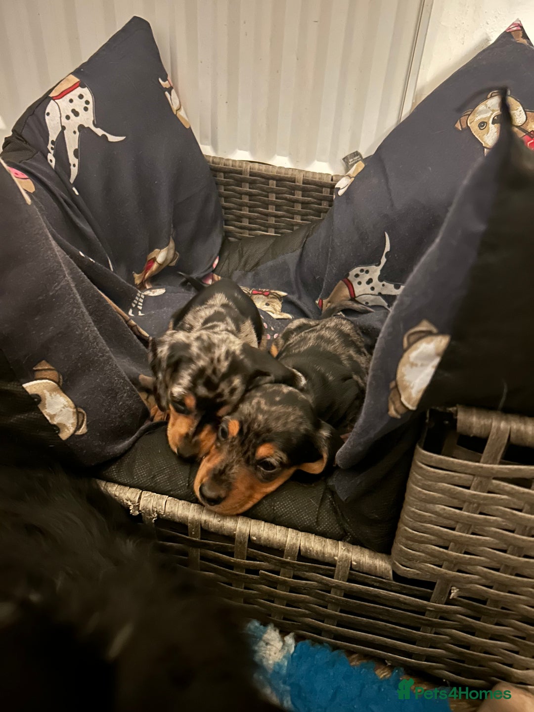 Miniature Dachshund dogs for sale: 2 stunning miniature dachshunds 🔆 - Advert 11