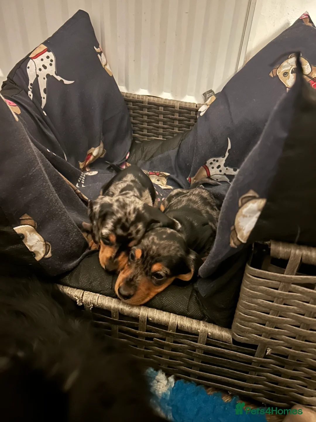 Miniature Dachshund dogs for sale: 2 stunning miniature dachshunds 🔆 - Advert 11