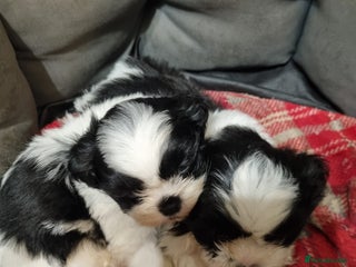 Shih Tzu dogs Shih tzus pups for sale - Advert 1