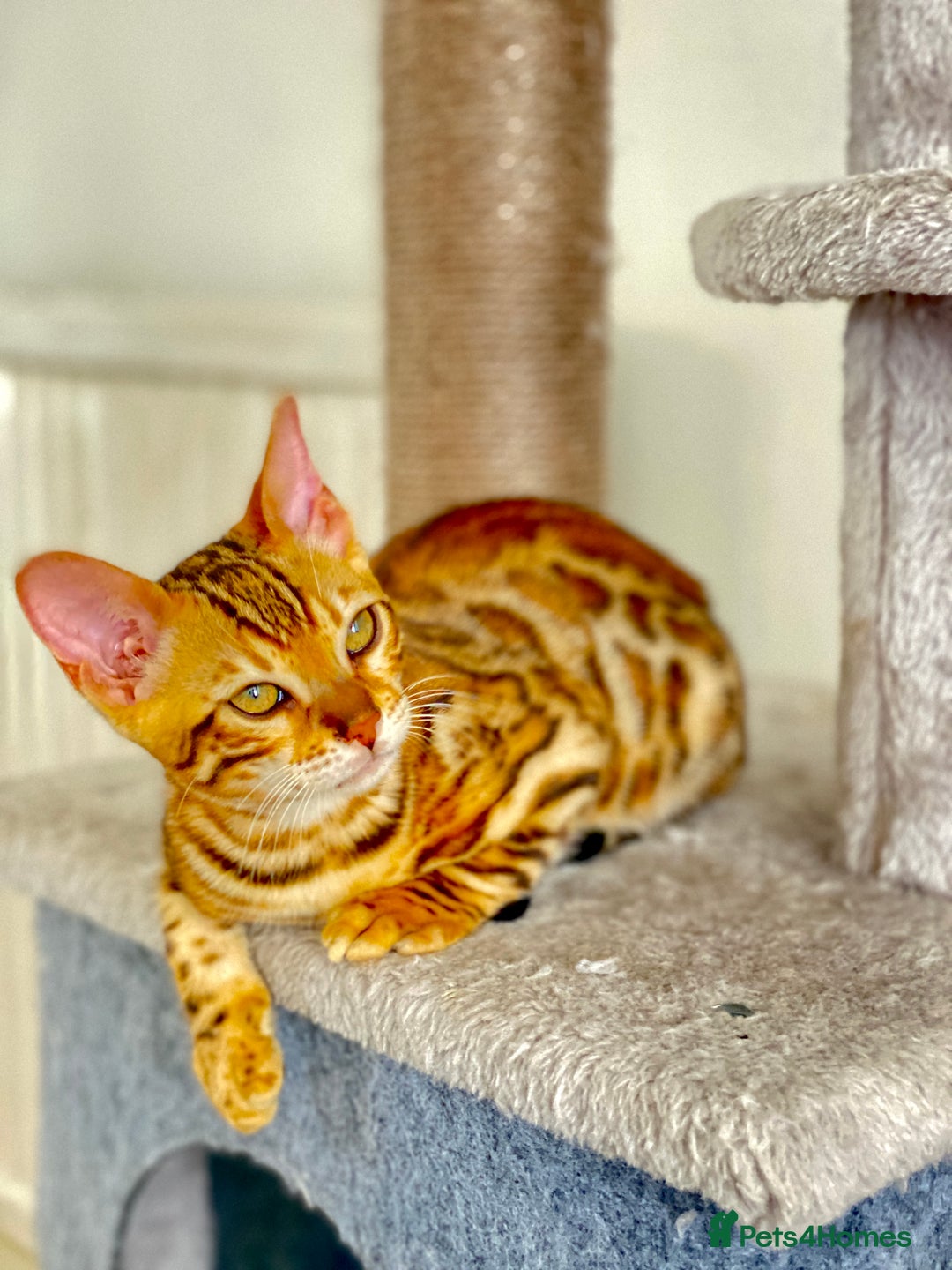 Bengal cats for sale: TICA register.ONLY 2 BOYS 🙀😺LEFT !!! in Northampton - Image 29
