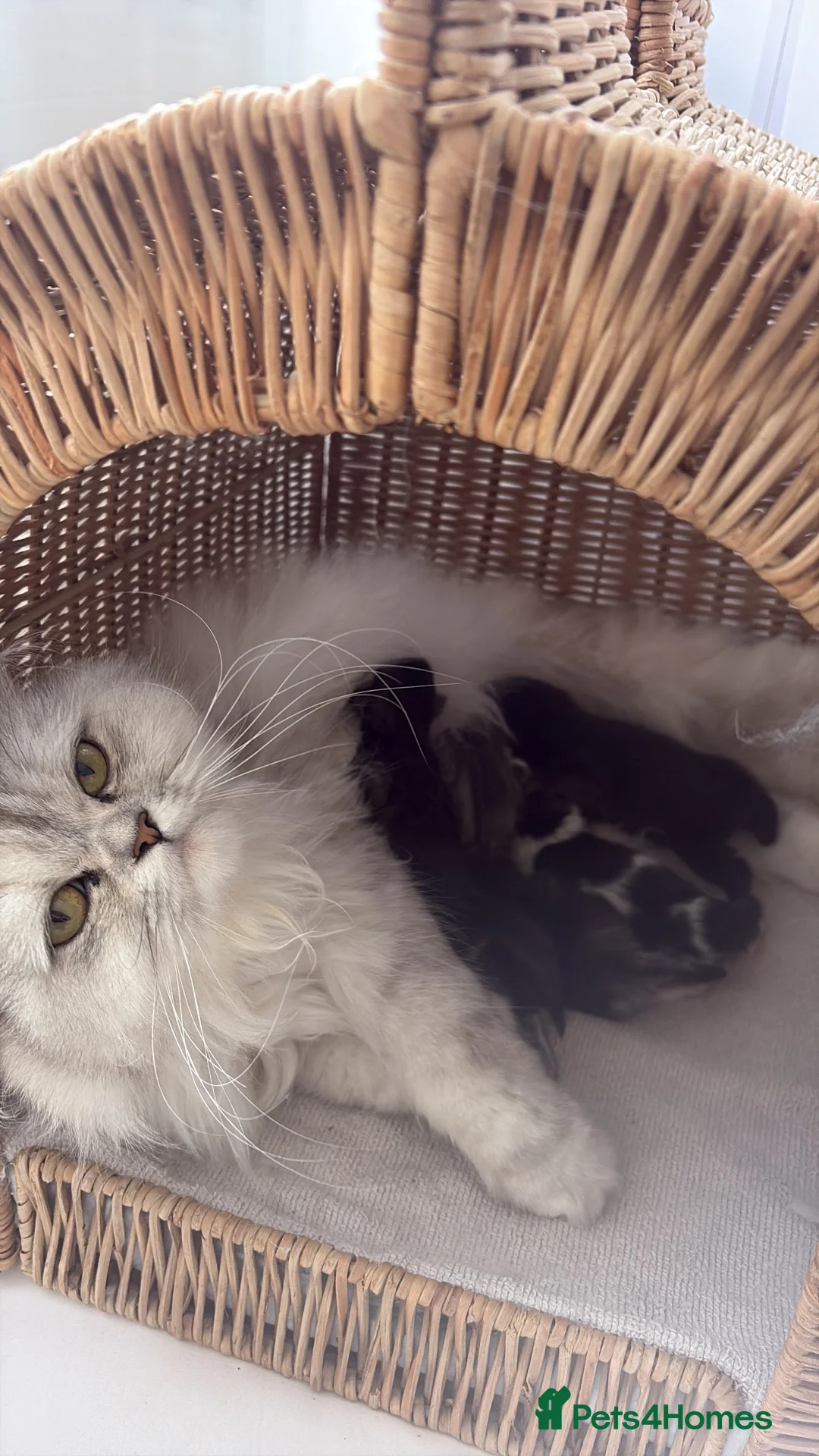 Mixed Breed cats for sale: 🐾✨ BEAUTIFUL FLUFFY PERSIAN-MIX KITTENS ✨🐾 - Advert 13