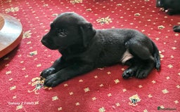 Labrador Retriever dogs for sale: Stunning litter Both Parents Health Tested - Image 15