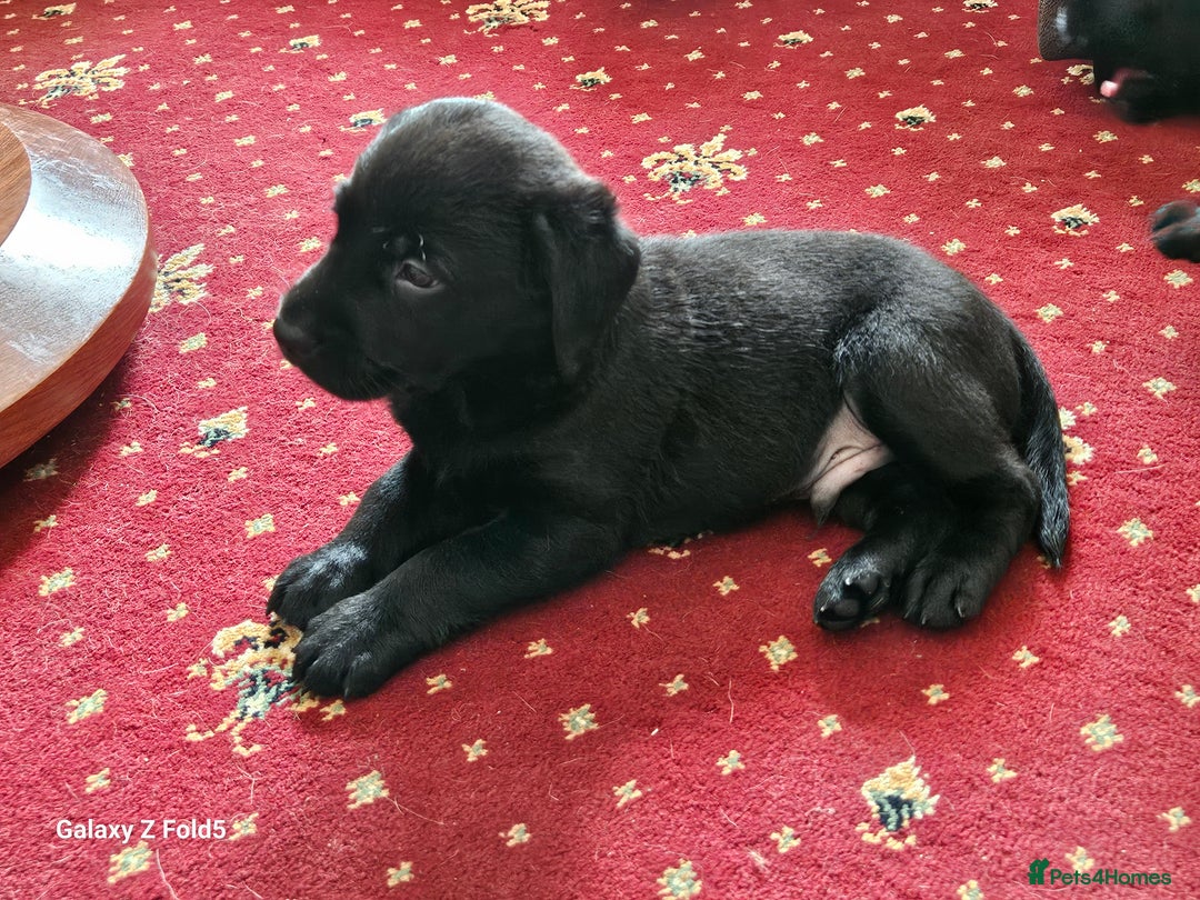 Labrador Retriever dogs for sale: Stunning litter Both Parents Health Tested - Image 15